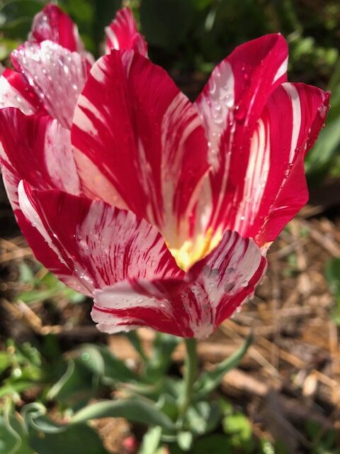 頼れる街の法律家        Reliable City Pro-Administrative Procedures Legal Specialist